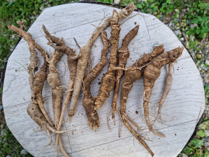 Embrace Respiratory Wellness: A Journey Through Seasonal Changes with Bellflower Roots!
