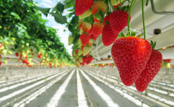 The Sweet Symphony of Korean Strawberries: A Taste Sensation